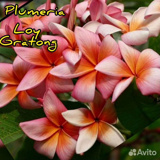 Плюмерия семена