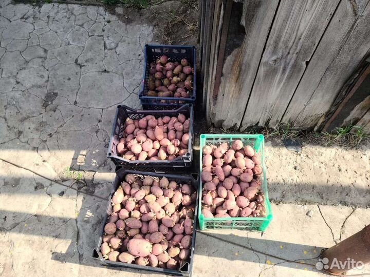 Семенной картофель