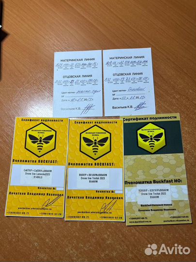 Пчелы матки