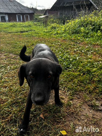 Собачка Рада