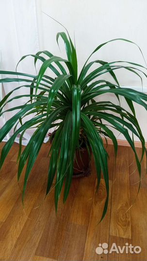 Цветок комнатный, большой Панданус Доставка