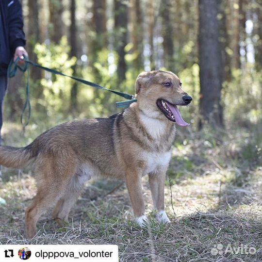 Ваня ищет друга