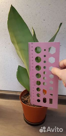 Сансевиерия Муншайн