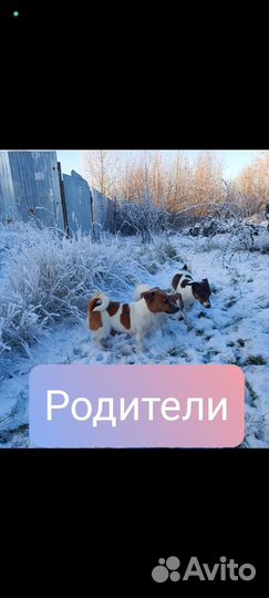 Щенки джек рассел терьер