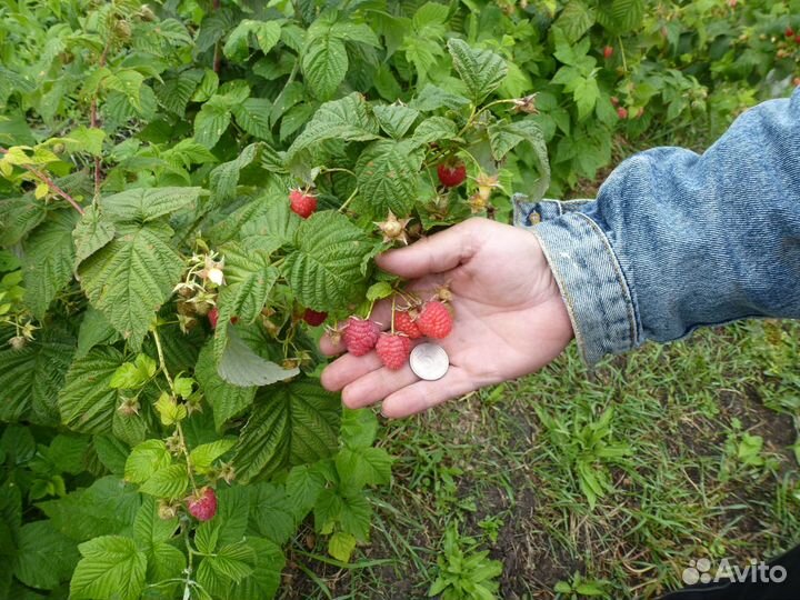 Саженцы малины полька