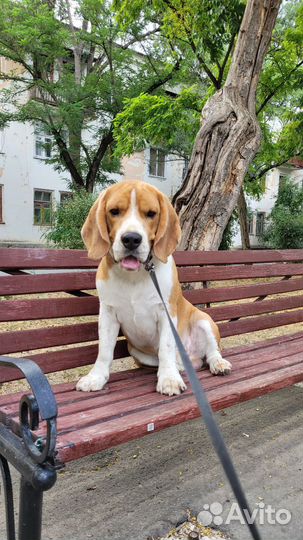 Вязка бигль