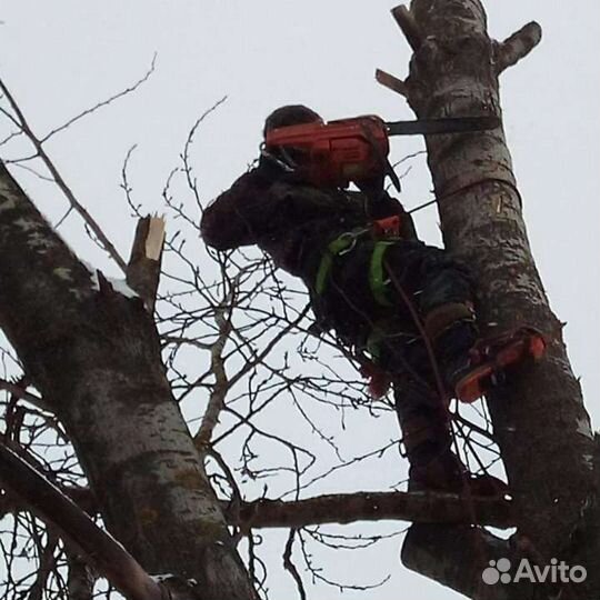 Удаление и опиловка деревьев