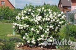 Калина бульденеж