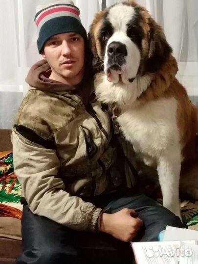 Сенбернар вязка