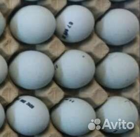 Инкубационное яйцо Легбаров