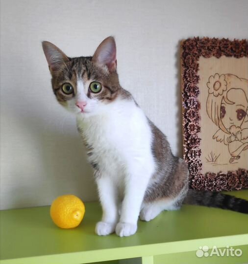 Котенок, подросток. Лоток+