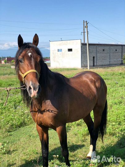 Англо-Арабский жеребец