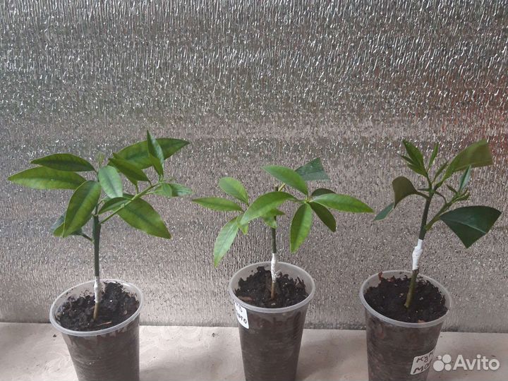 Кумкват марго