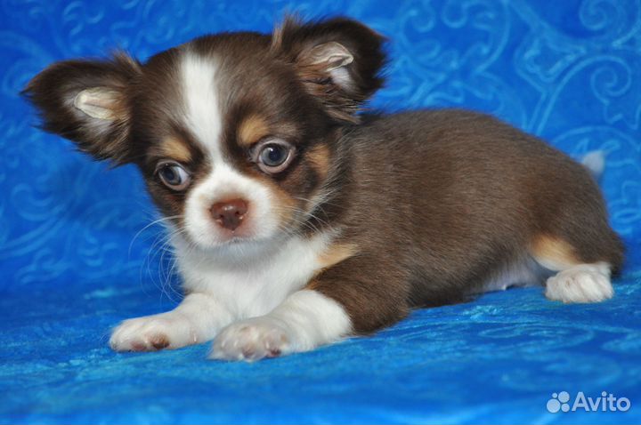 Самая красивая девочка