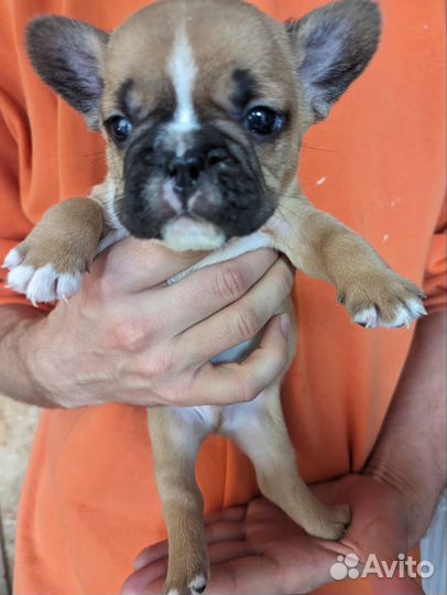 Чудо мужчина