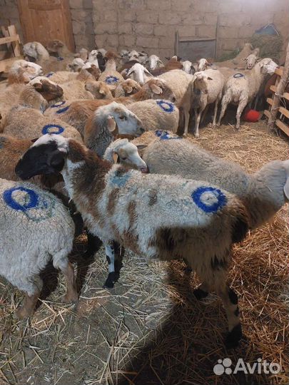 Овцы бараны