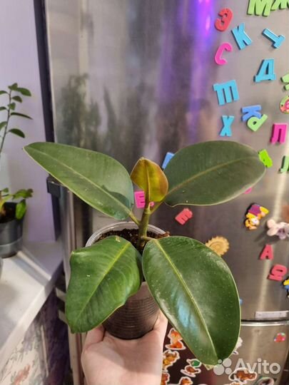 Фикус каучуконосный