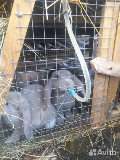 Кролики мясо и племя