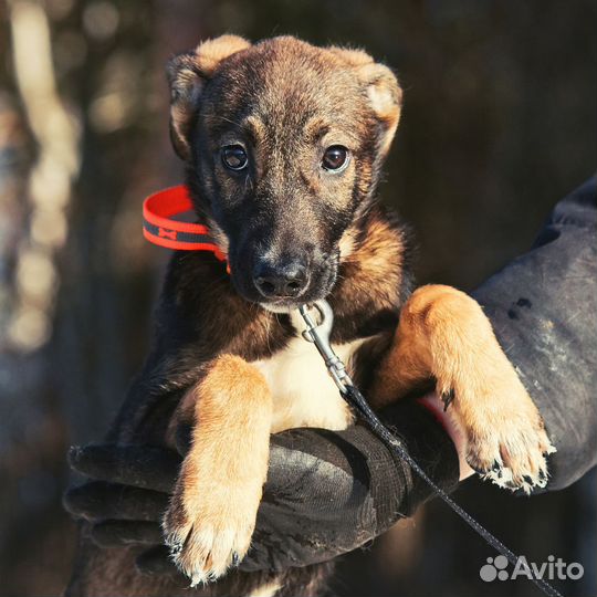 Девочка 4 мес