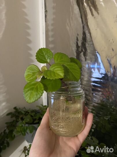 Цветы комнатная мята