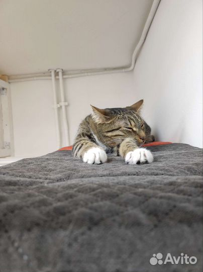 Передержка для кошек