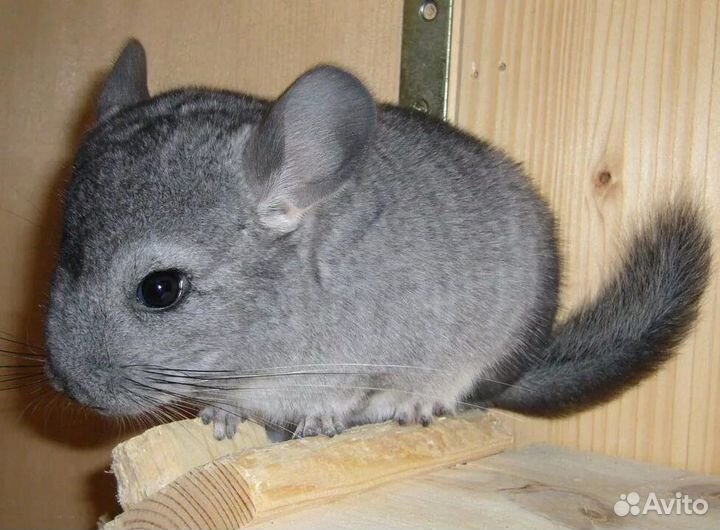 Шиншилла серая,белая