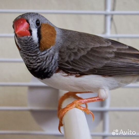 Амадина зебровая самец