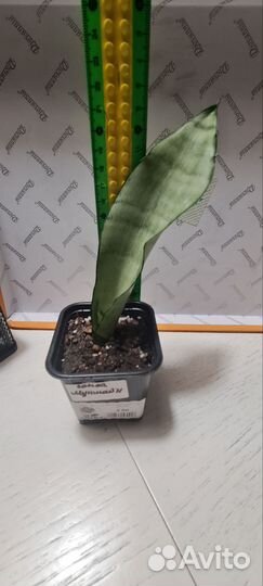 Сансевиерия