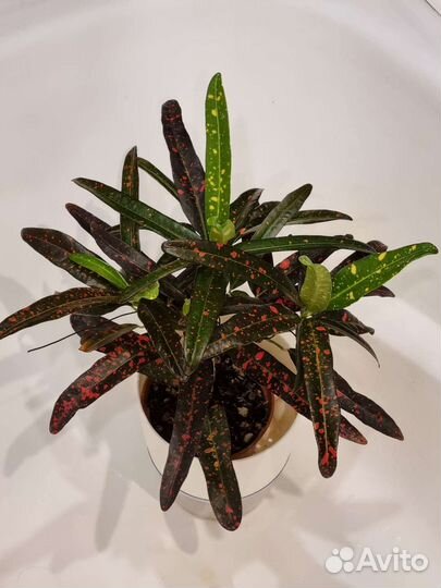 Eburneum, Golden Star, Batik, Red Banana