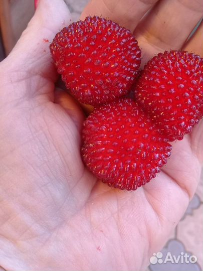 Малина Тибетская (Соблазнительная)