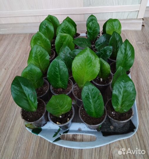 Замиокулькас долларовое дерево