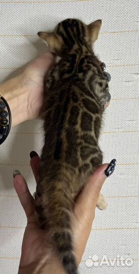 Бенгальские