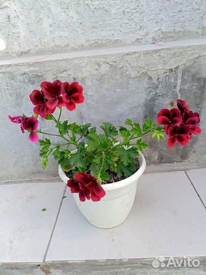 Цветы в горшках