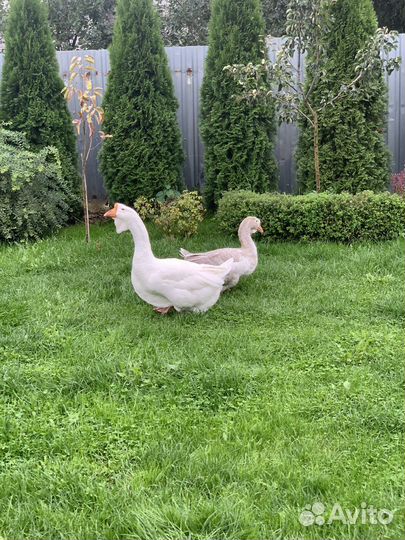 Холмогорские гуси