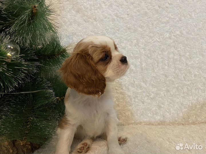 Кинг чарльз спаниель