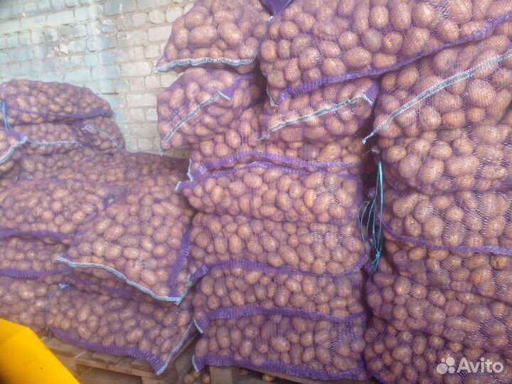 Продам картофель