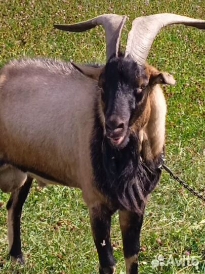 Козел альпийский