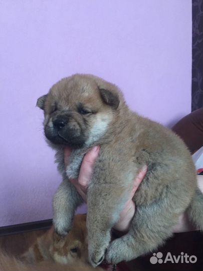 Чау - чау кабель для вязки