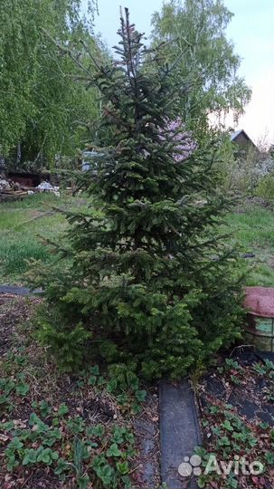 Ель обыкновенная саженцы