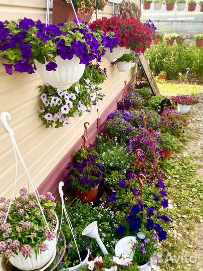 Петуния калибрахоа вегетативные маточники Кашпо