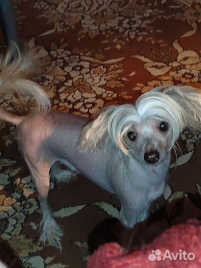 Случка собак