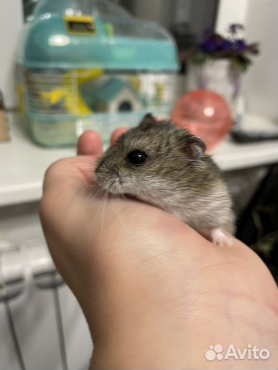 Хомяк с клеткой