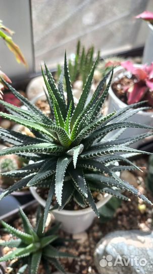 Кактусы и суккуленты