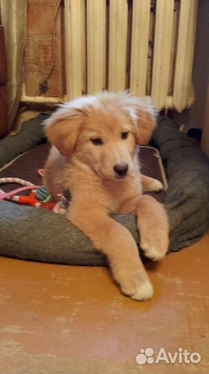 Щенок ищет семью