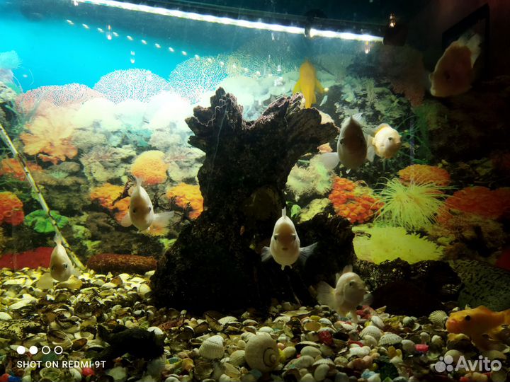 Аквариумные рыбки Цихлазома