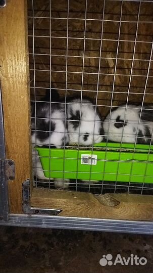 Кролики мясных пород