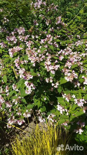 Декоративные кусты для сада/Растения/Можжевельник