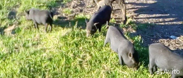 Вьетнамские вислобрюхие поросята