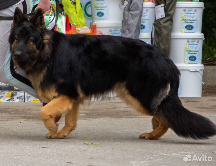 Немецкая овчарка вязка