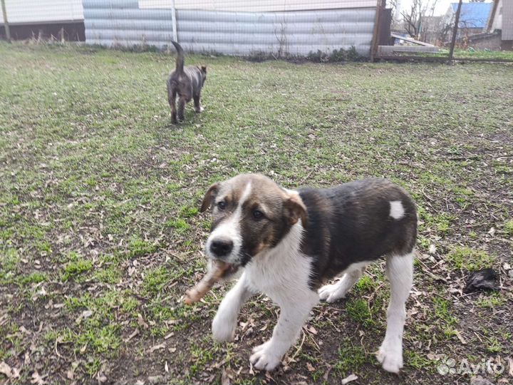 Красивые щенки